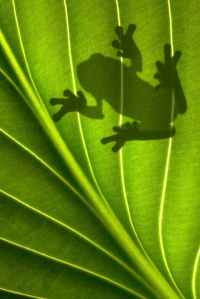 Frog Shadow